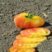 بذر گوجه فرنگی هیلبیلی