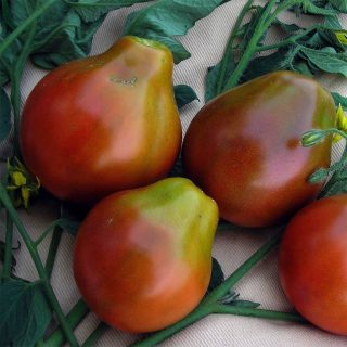 بذر گوجه فرنگی ترایفل ژاپنی