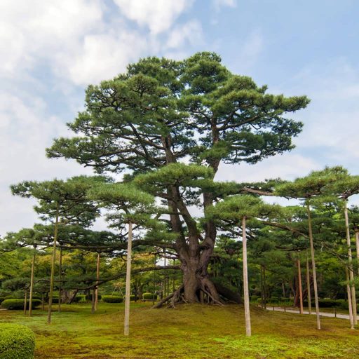 بذر درخت بونسای کاج ژاپنی