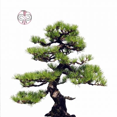 بذر درخت بونسای کاج ژاپنی