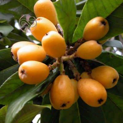 درخت ازگیل ژاپنی بذر درخت ازگیل ژاپنی