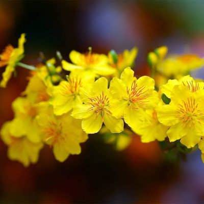 درخت گل زرد مای بذر درخت گل زرد مای