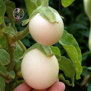 بذر بادمجان سفید تخم مرغی