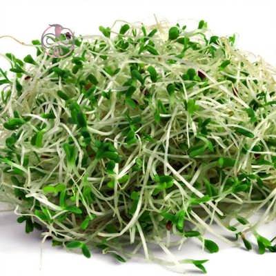 یونجه رنجر بذر یونجه رنجر