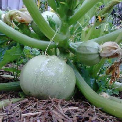 کدو خورشتی رندی بذر کدو خورشتی رندی