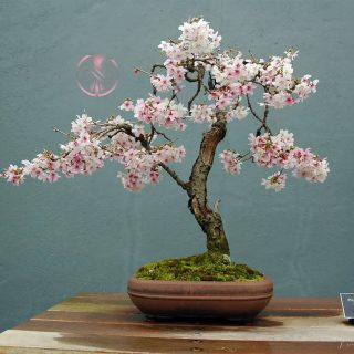 بذر درخت ساکورای ژاپنی