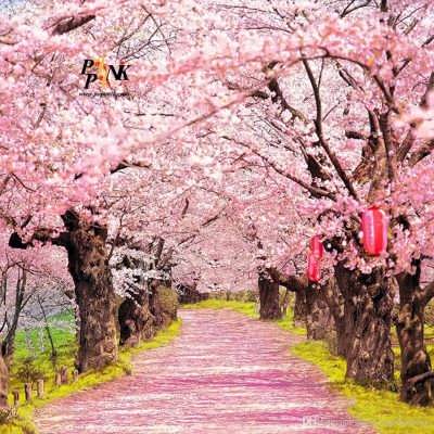 درخت ساکورای ژاپنی بذر درخت ساکورای ژاپنی