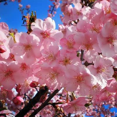 درخت ساکورای ژاپنی بذر درخت ساکورای ژاپنی