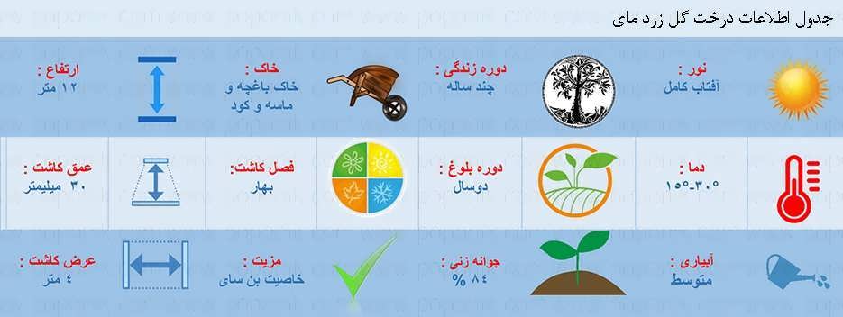 جدول اطلاعات بذر درخت گل زرد مای جدول اطلاعات بذر درخت گل زرد مای