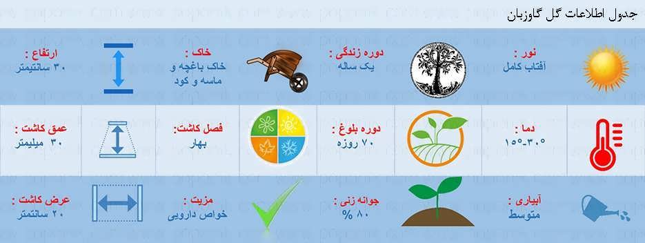 جدول اطلاعات بذر گیاه گاوزبان جدول اطلاعات بذر گیاه گاوزبان