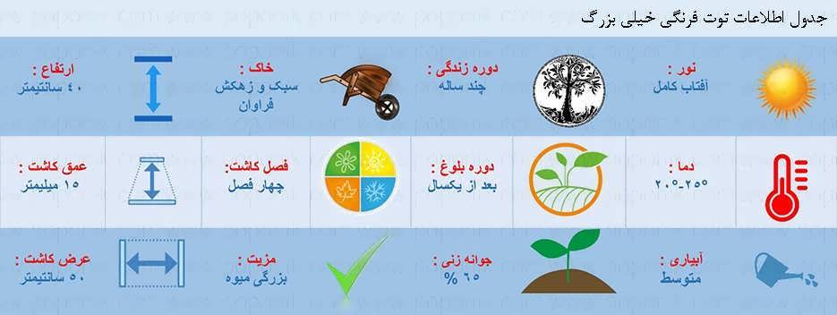 جدول اطلاعات بذر توت فرنگی خیلی بزرگ جدول اطلاعات بذر توت فرنگی خیلی بزرگ