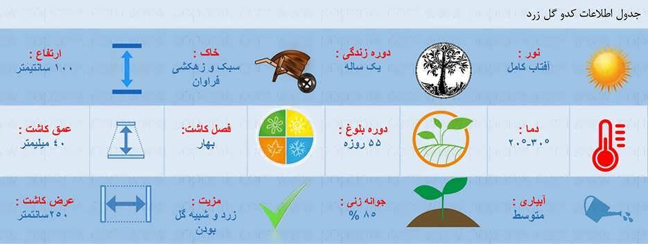 جدول اطلاعات بذر کدو گل زرد جدول اطلاعات بذر کدو گل زرد