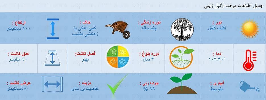 جدول اطلاعات بذر درخت ازگیل ژاپنی جدول اطلاعات بذر درخت ازگیل ژاپنی
