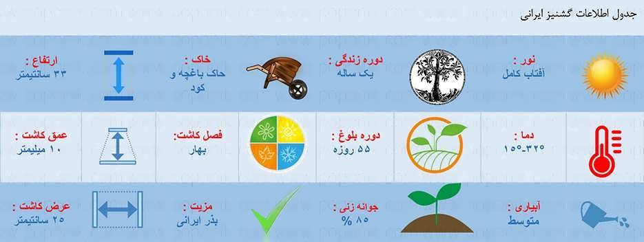 جدول اطلاعات بذر گشنیز ایرانی