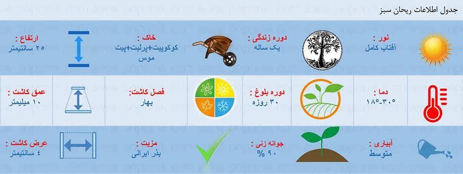 جدول اطلاعات بذر ریحان سبز ایرانی