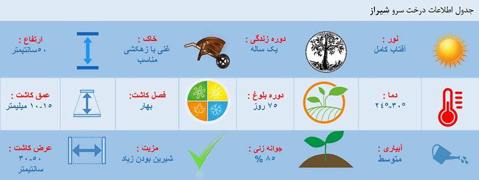 جدول اطلاعات درخت سرو شیراز