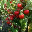 بذر گوجه گیلاسی واشنگتن