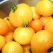 بذر گوجه فرنگی جشن طلایی