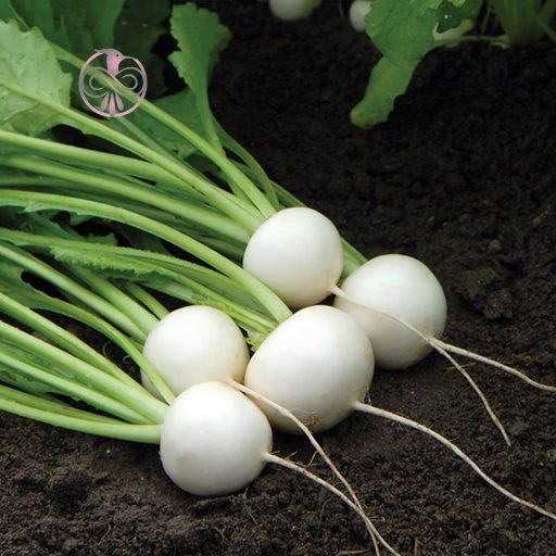 بذر شلغم سفید تخم مرغی