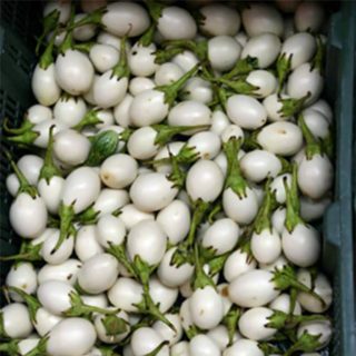 بذر بادمجان سفید سولانیوم