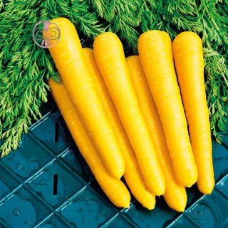 بذر هویج زرد