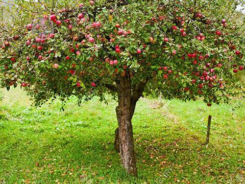 درخت سیب
