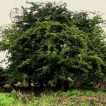 بذر درخت زالزالک سیاه