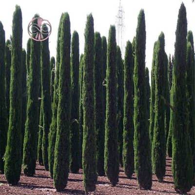 بذر درخت سرو شیراز