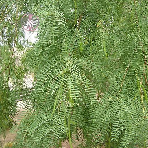 بذر درخت کهور پاکستانی
