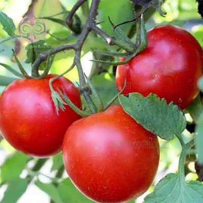 بذر گوجه فرنگی موسکوویچ