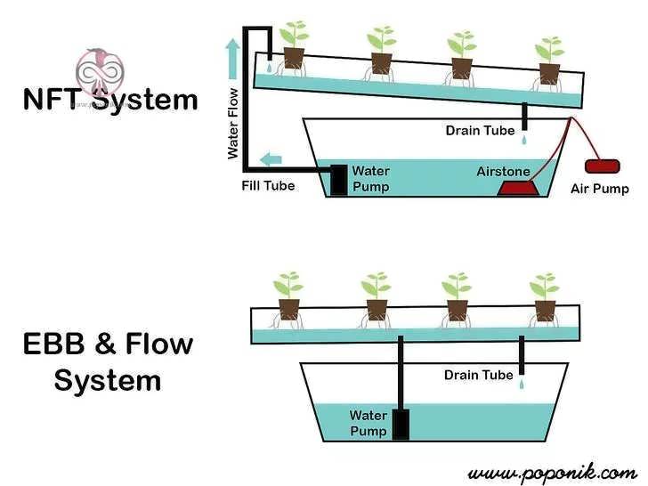 nft ebb and flow system