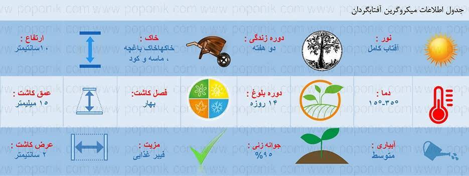 اطلاعات کاشت میکروگرین آفتابگردان