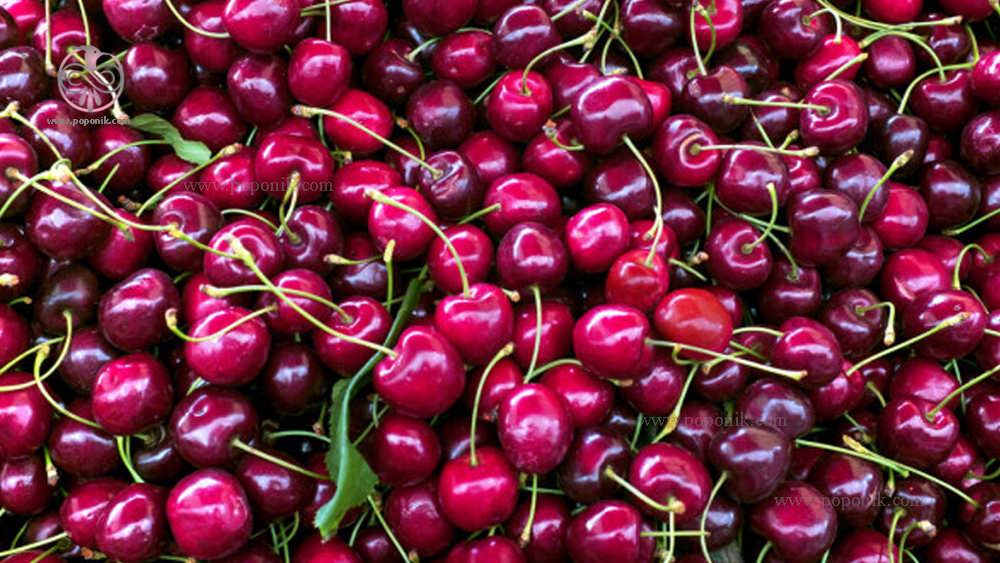 Lambert cherries