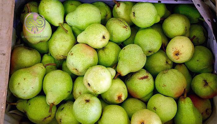 pear-varieties-09.jpg