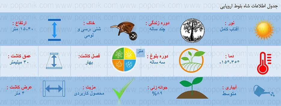 اطلاعات کاشت شاه بلوط اروپایی