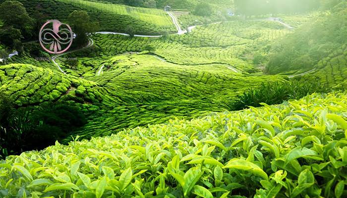 گیاه چای