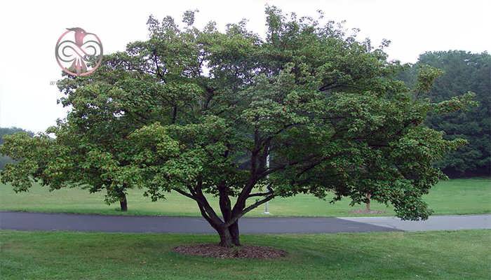 درخت افرا آمور