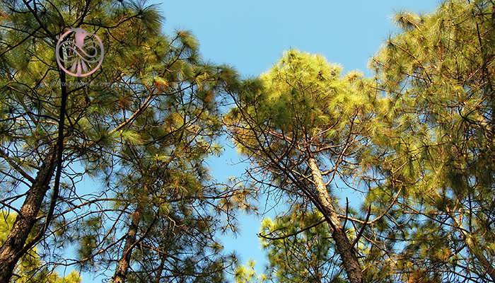 کاج کاشفی (Pinus roxburghii)