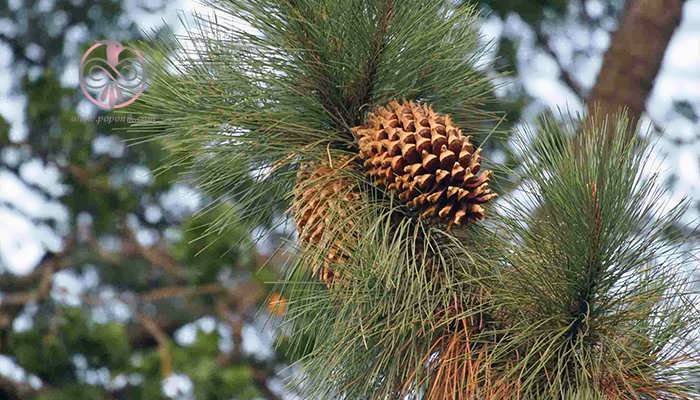کاج کولتر (Pinus coulteri)