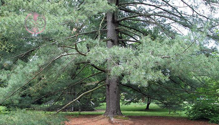 کاج سفید شرقی (Pinus strobus)