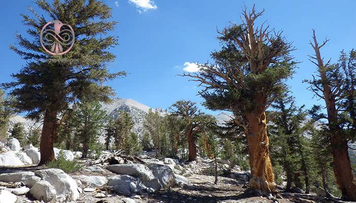 کاج دم روباهی (Pinus blfouriana)