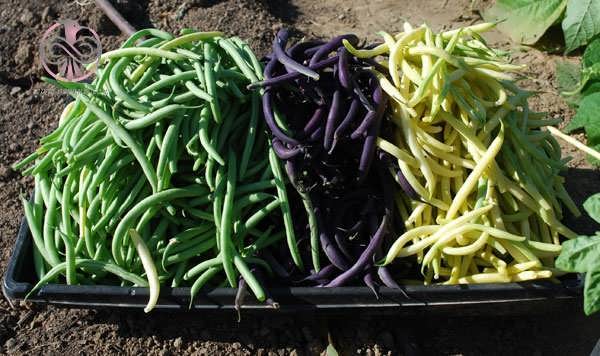 green-beans-harvest.jpg