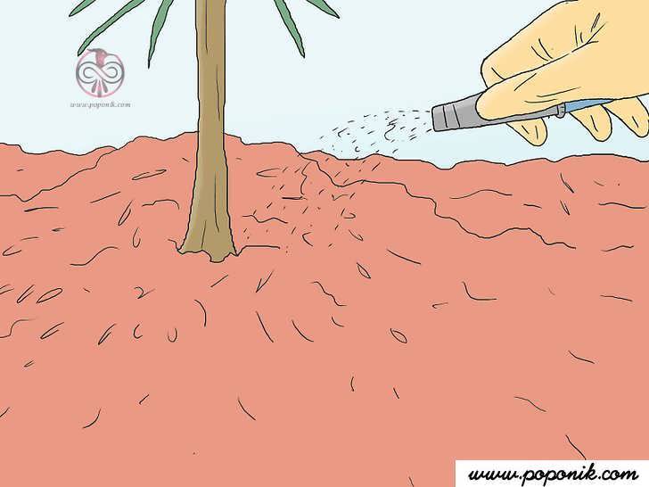 مراقبت از کاشت درخت چلغوز 