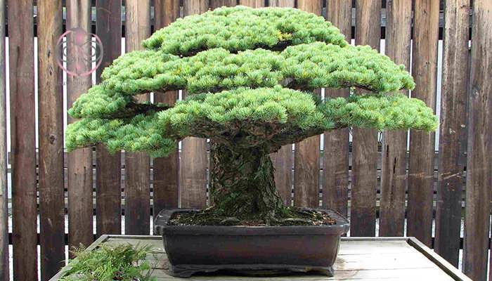 کاج سفید ژاپنی (Pinus Parviflora)