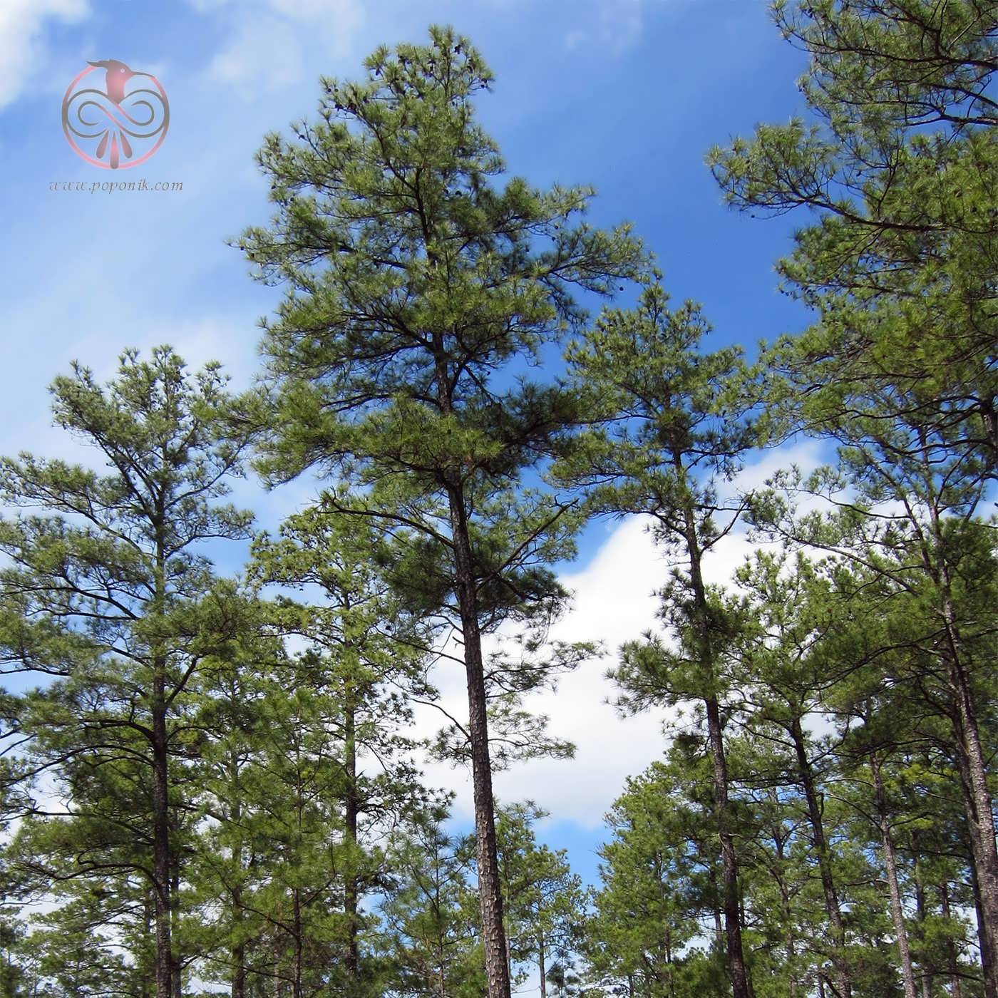 کاج کندر (Pinus taeda)