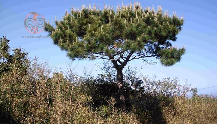 کاج لوچو (Pinus luchuensis)