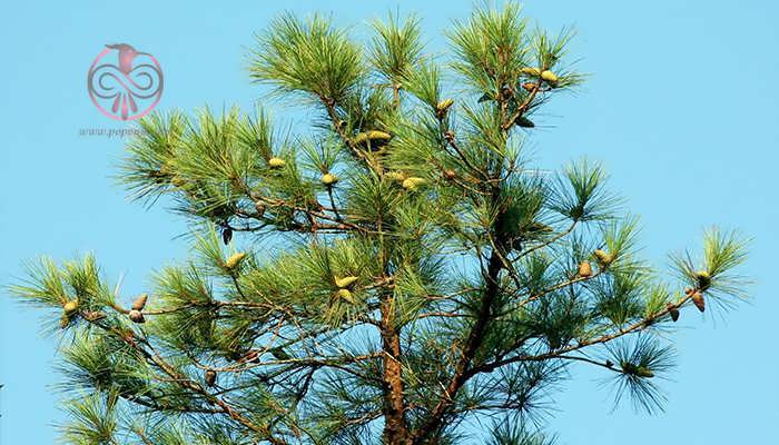 کاج دریایی (Pinus pinaster)