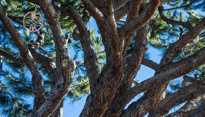 کاج مونتری (Pinus radiata)