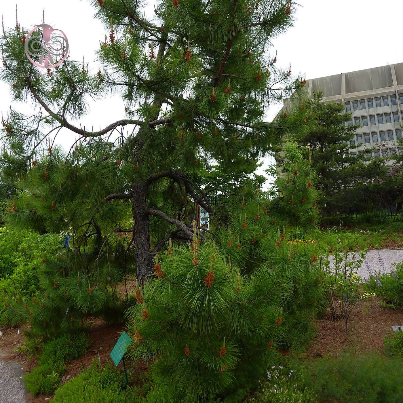 کاج پوند (Pinus serotina)