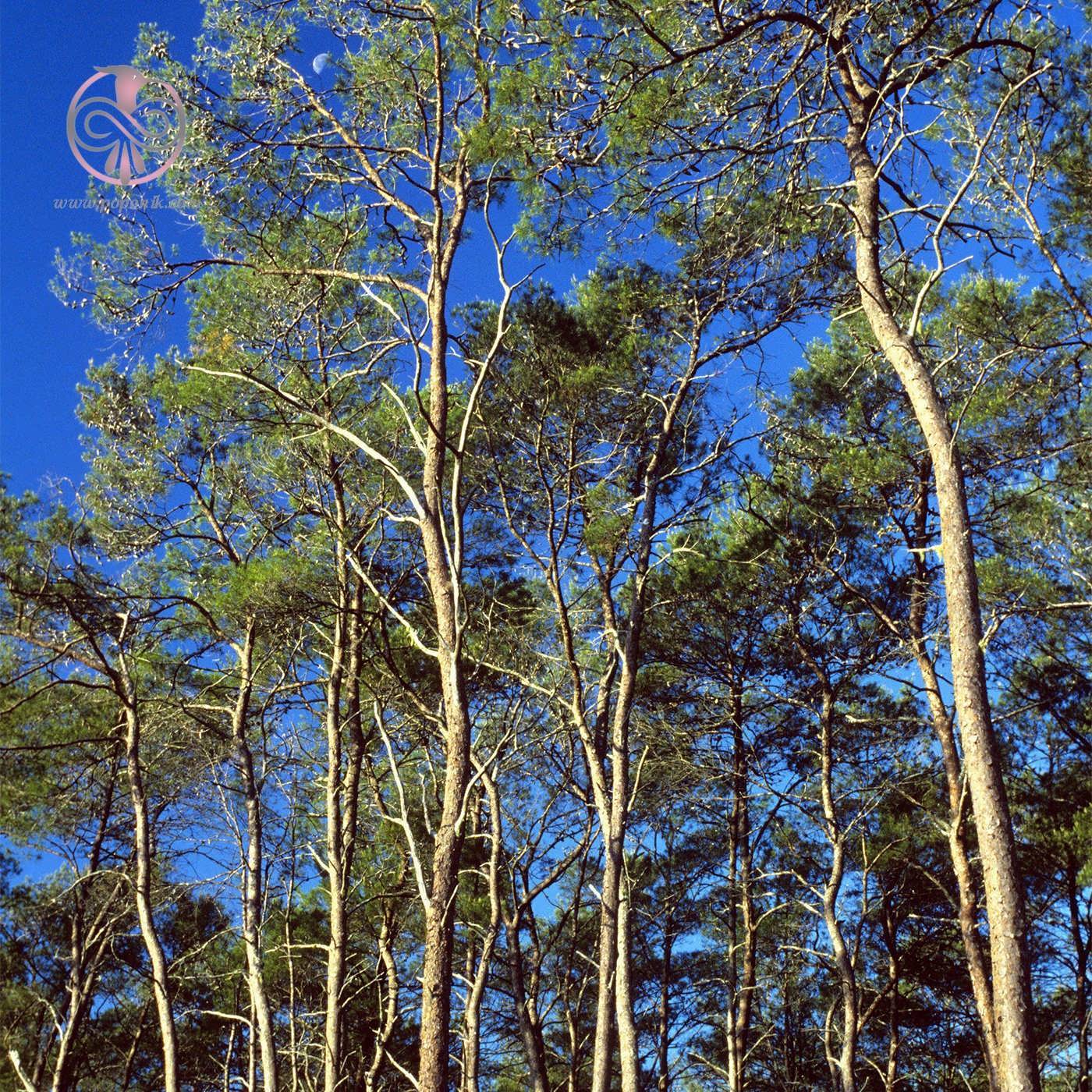 کاج شنی (Pinus clausa)